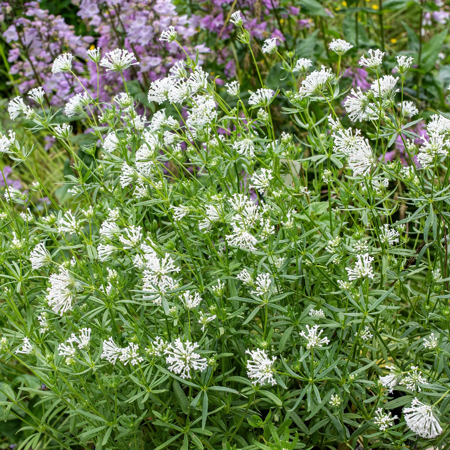 Blue Woodruff Cloud Nine