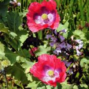 Poppy Pepperbox Classic Heirloom Mixed Color Bloom Seeds