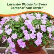 Impatiens Lavender - Soft Purple Shade Loving Bloom Seeds