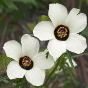 Hibiscus Trionum Bladder Hibiscus Unique Bloom Flower Seeds