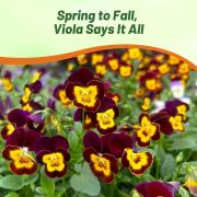 Viola Bambini Petite Multicolor Bloom Seeds