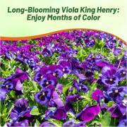 Viola King Henry Deep Blue Bloom Seeds