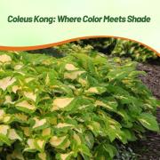 Coleus Green Lush Leaf Plant Seeds