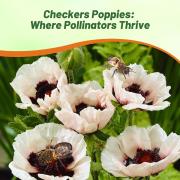 Poppy Orientale Checkers Striking Red White Pattern Bloom Seeds