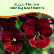 Pansy Big Red Bold Red Large Bloom Seeds