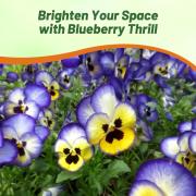 Pansy Blueberry Soft Blue Cool-Toned Bloom Seeds