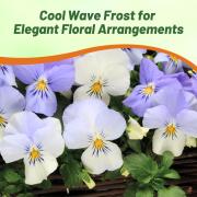 Pansy Cool Wave Frost Delicate White Frosty Bloom Seeds