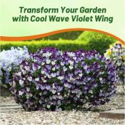 Pansy Cool Wave Violet Wing Striking Violet White Bloom Seeds