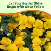 Pansy Cool Wave Golden Yellow Warm Sunny Hardy Bloom Seeds