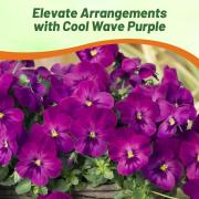 Pansy Cool Wave Purple Trailing Rich Purple Bloom Seeds