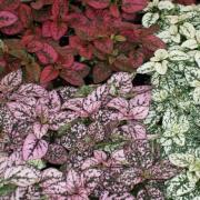 Hypoestes Mix Seeds - Polka Dot Colorful Foliage Plant Seeds