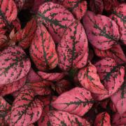 Hypoestes Red Seeds - Bright Red Polka Dot Plant Seeds