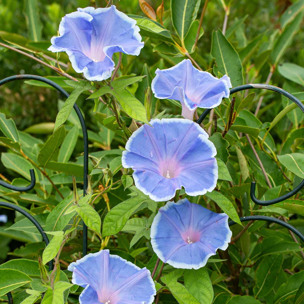 Morning Glory Morning Call Blue & White Picotee