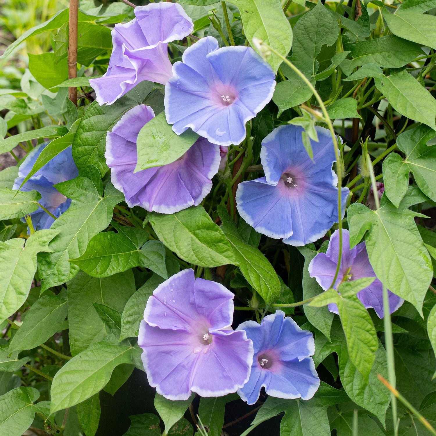 Morning Glory Morning Call Blue & White Picotee