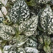 Hypoestes White Seeds - Elegant White Speckled Leaf Plant Seeds