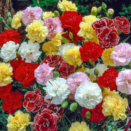 Dianthus Caryophyllus Seeds Carnation Flower Seeds for Planting in Garden Beds and Bouquets