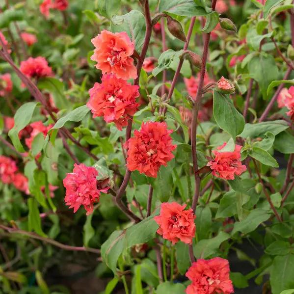 Elegant Clarkia Flower Seeds for Planting – NON GMO Seeds Dhara Seeds