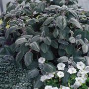 Plectranthus Silver Shield Silver Green Ornamental Seeds