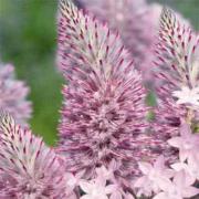 Ptilotus Exaltatus Stunning Pink Feathered Bloom Seeds