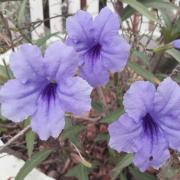 Mexican Petunia Blue - Tropical Blue Perennial Bloom Seeds