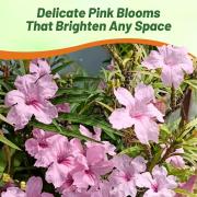 Mexican Petunia Pink - Soft Pink Fast-Growing Bloom Seeds