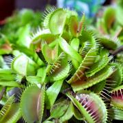 Venus Flytrap Carnivorous Exotic Plant Seeds