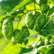 Hops Seeds - Beer Brewing Climbing Plant Seeds