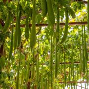 Luffa - Natural Sponge Vine Plant Seeds