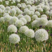 Globe Thistle White Unique White Bloom Flower Seeds