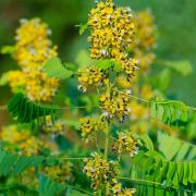 Senna Hardy Yellow Flowering Shrub Seeds