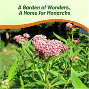 Milkweed Swamp Moisture Loving Butterfly Flower Seeds