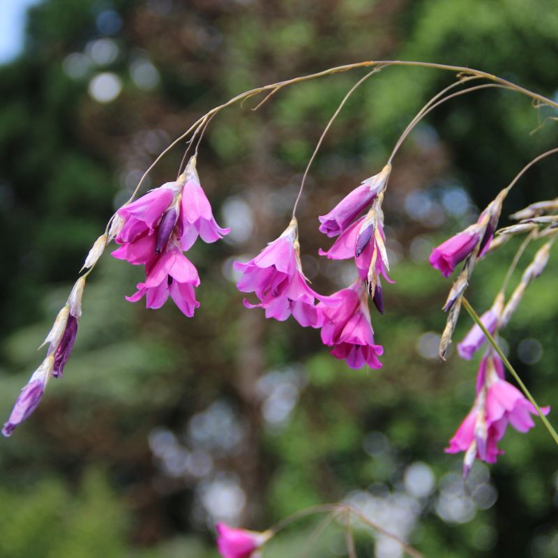 Pulcherrimum Flower Seeds for Planting NON GMO Seeds