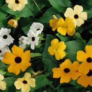 Thunbergia Mix Multicolor Climbing Bloom Seeds