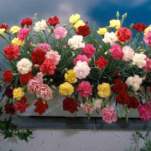 Dianthus Caryophyllus Seeds Carnation Flower Seeds for Planting in Garden Beds and Bouquets