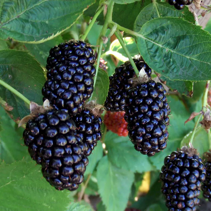 Marionberry (Rubus L. subgenus Rubus) Seeds