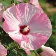 Hibiscus Luna Pink Swirl Unique Bicolor Bloom Flower Seeds