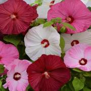 Hibiscus Luna Mix Large Tropical Bloom Flower Seeds