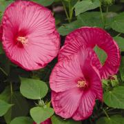 Hibiscus Luna Rose Soft Pink Hardy Perennial Bloom Seeds