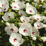 Hibiscus Luna White Pure White Hardy Bloom Flower Seeds