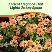 Zinnia Seeds Apricot Soft Apricot Bloom Seeds