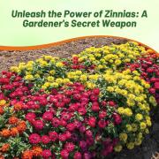 Zinnia Seeds Brilliant Mix Bright & Bold Color Bloom Seeds