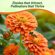 Zinnia Seeds Orange Bright Vibrant Orange Bloom Seeds