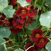 Nasturtium Black Velvet Deep Maroon Almost Black Bloom Seeds