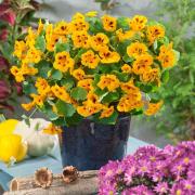 Nasturtium Ladybird Golden Yellow with Red Spot Bloom Seeds