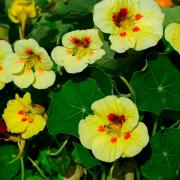 Nasturtium Peach Melba Delicate Peach and Red Bloom Seeds