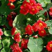 Nasturtium Cherry Rose Vibrant Pinkish Red Bloom Seeds