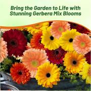 Gerbera Autumn Mix Warm-Toned Bloom Flower Seeds