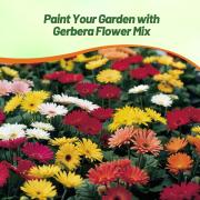 Gerbera Select Mix Premium Assorted Bloom Flower Seeds