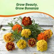 French Marigold Bonanza Mix Colorful Bloom Flower Seeds