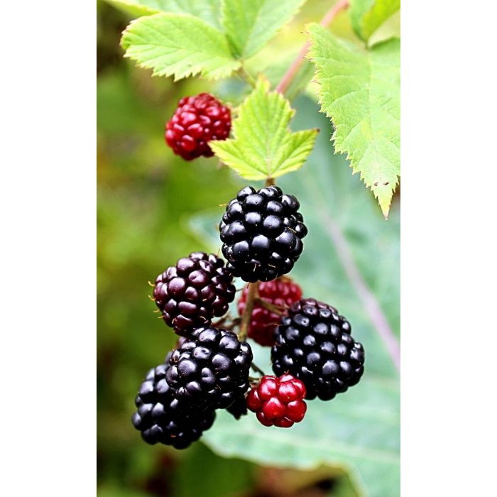 Boysenberry Seeds (Rubus ursinus × Rubus idaeus)